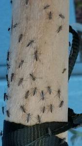 树桩上的蚊子
